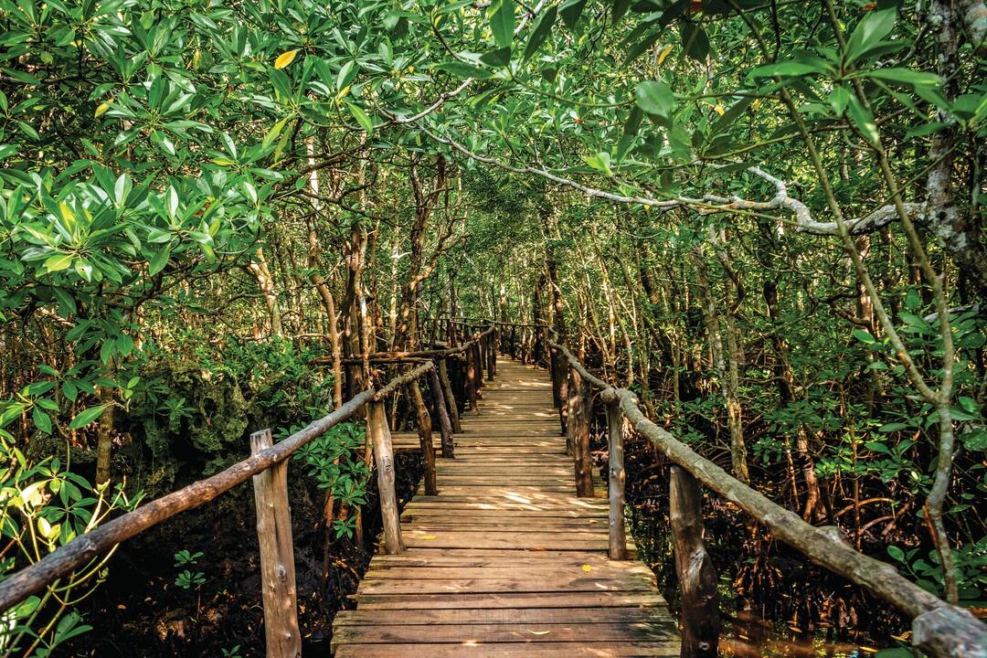 Joizani forest, Zanzibar