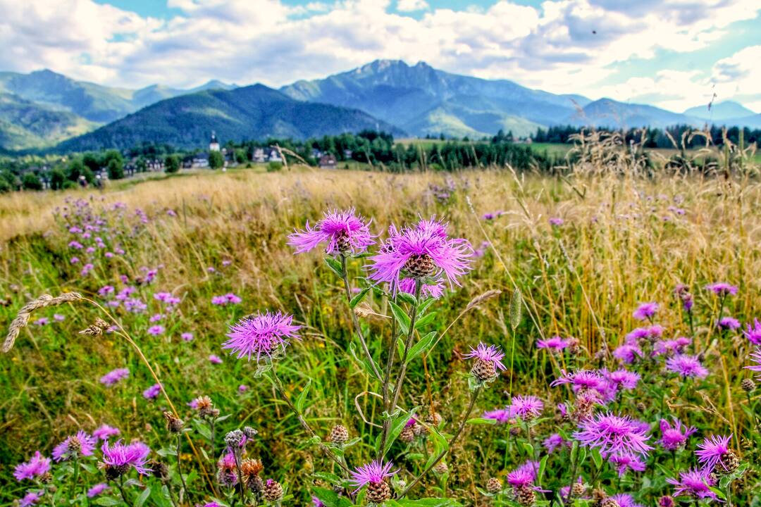 © Archive of Zakopane Centre of Culture / Zakopane, Poland