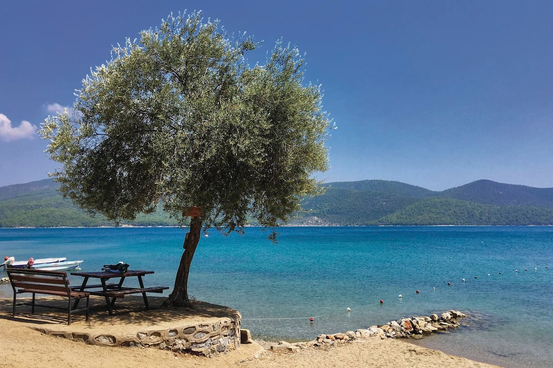 A picnic spot, with shade and a view