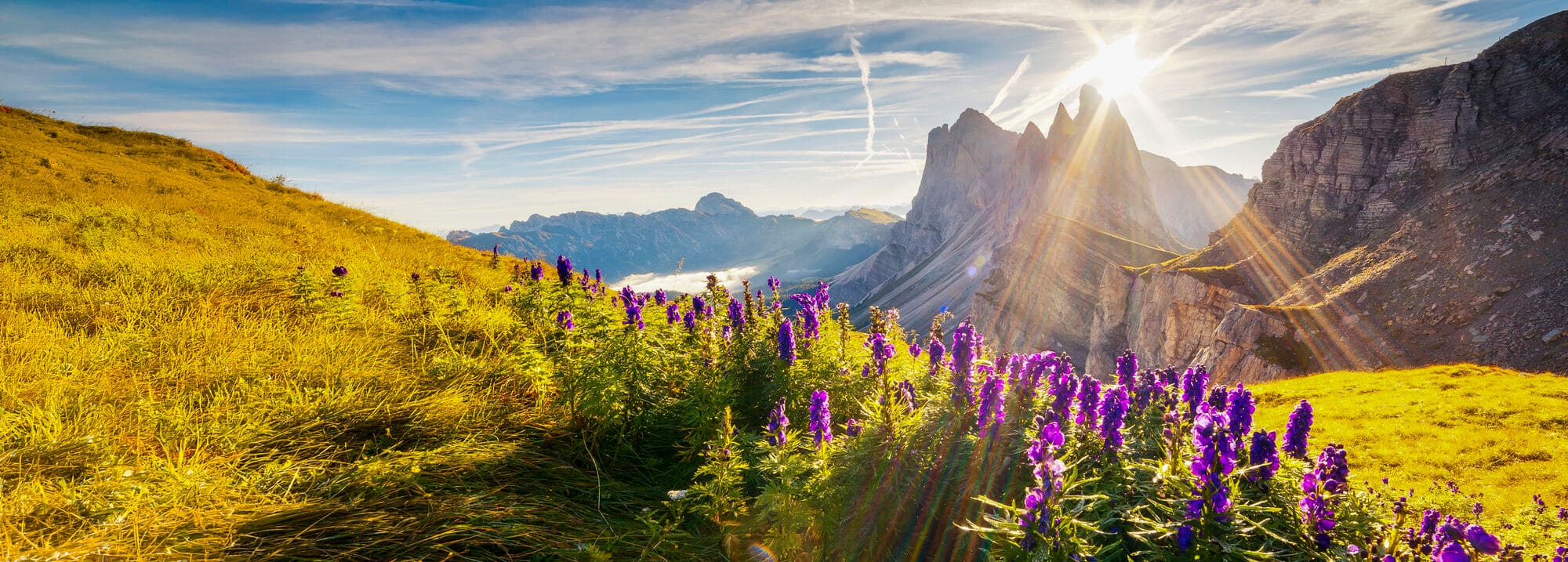 Vibrant purple wildflowers dancing in a golden alpine meadow as sunlight bursts behind majestic peaks.