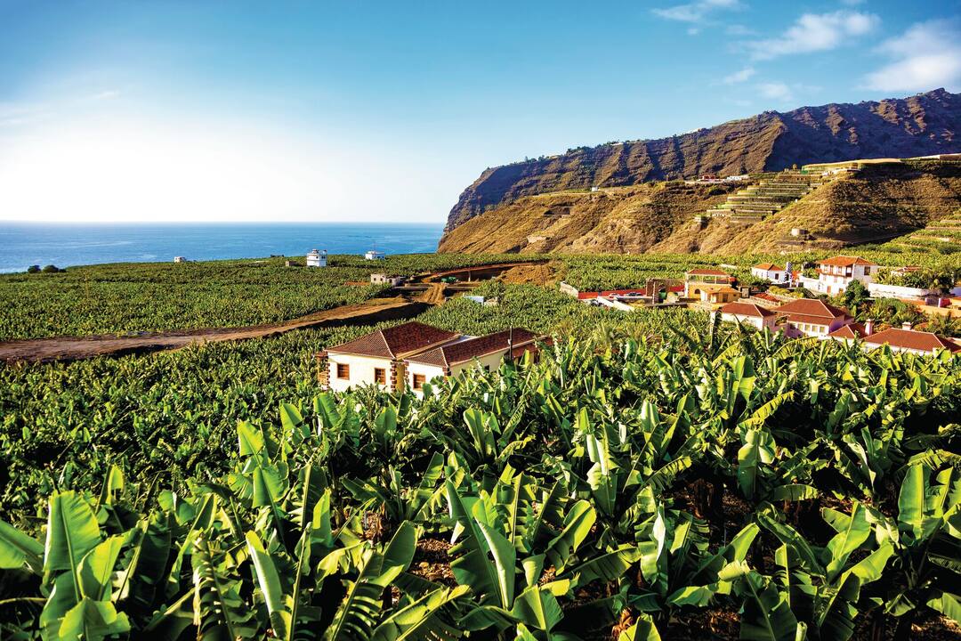 Banana plantation, Island La Palma, Canary Islands, Spain
