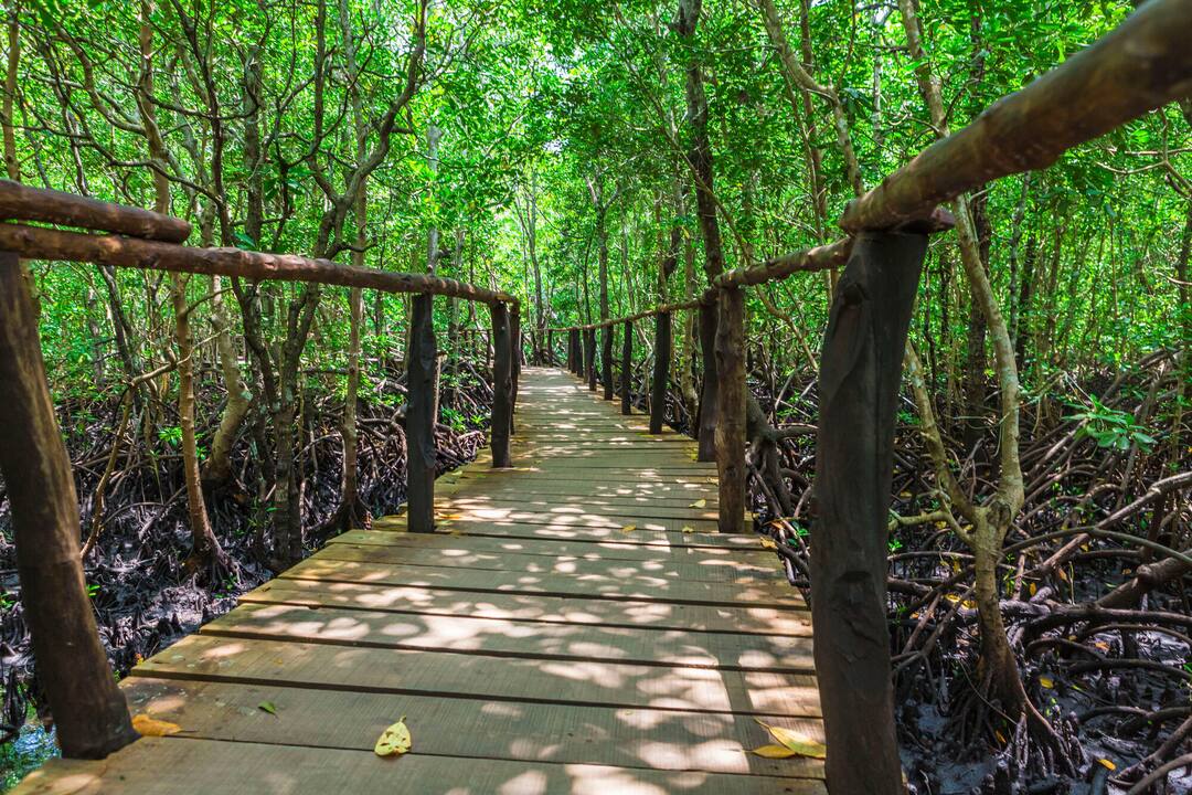 Jozani Mangrove, Zanzibar
