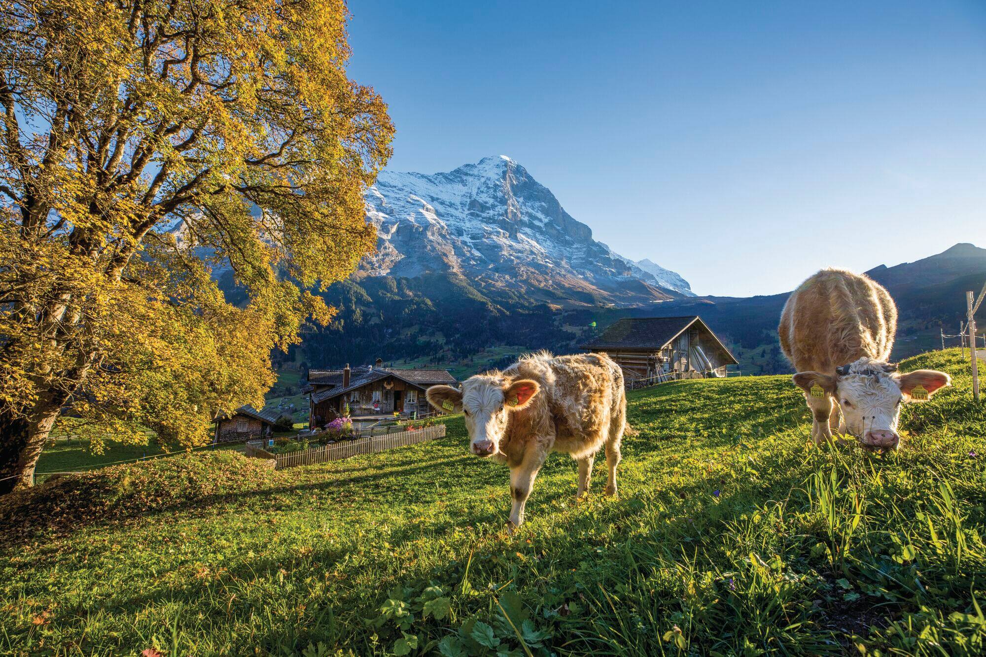 © Jungfrau Region Tourismus AG / Wengen, Switzerland