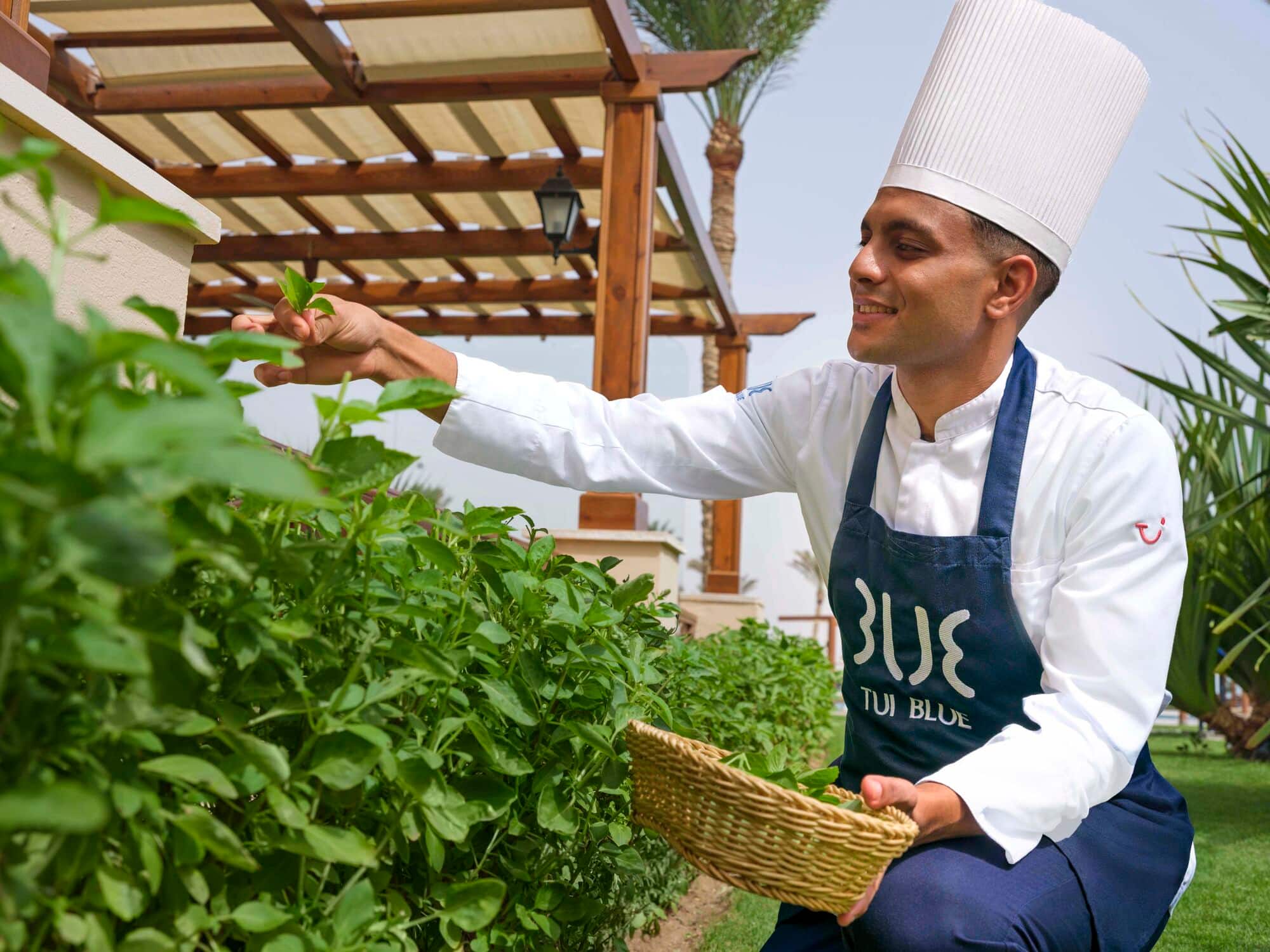 A chef picks fresh basil at TUI BLUE Samaya.