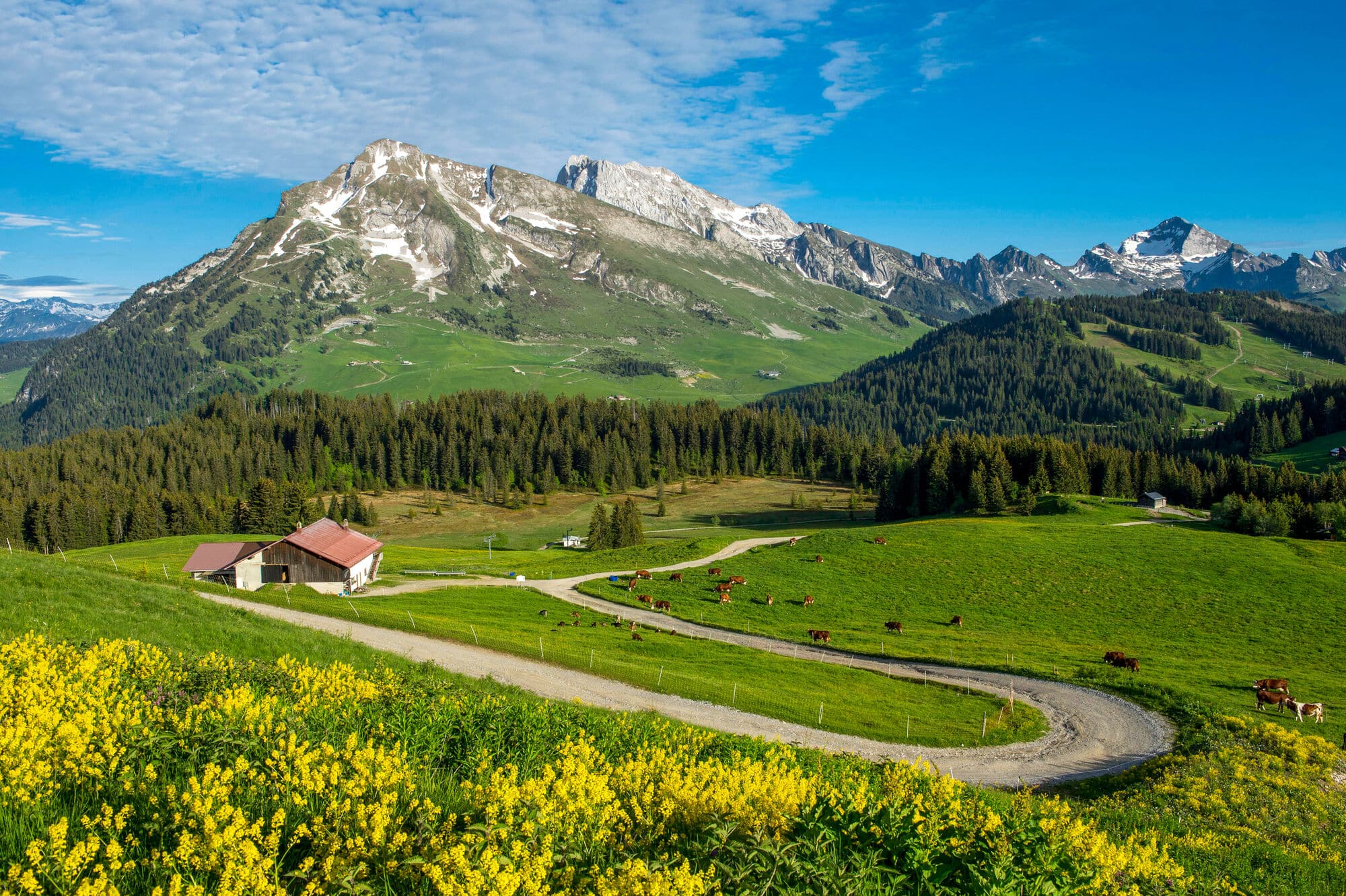 A winding track running through green meadows. 