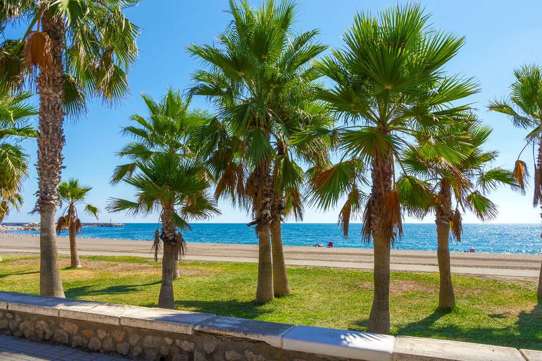 Palms on the seafront, Torre del Mar