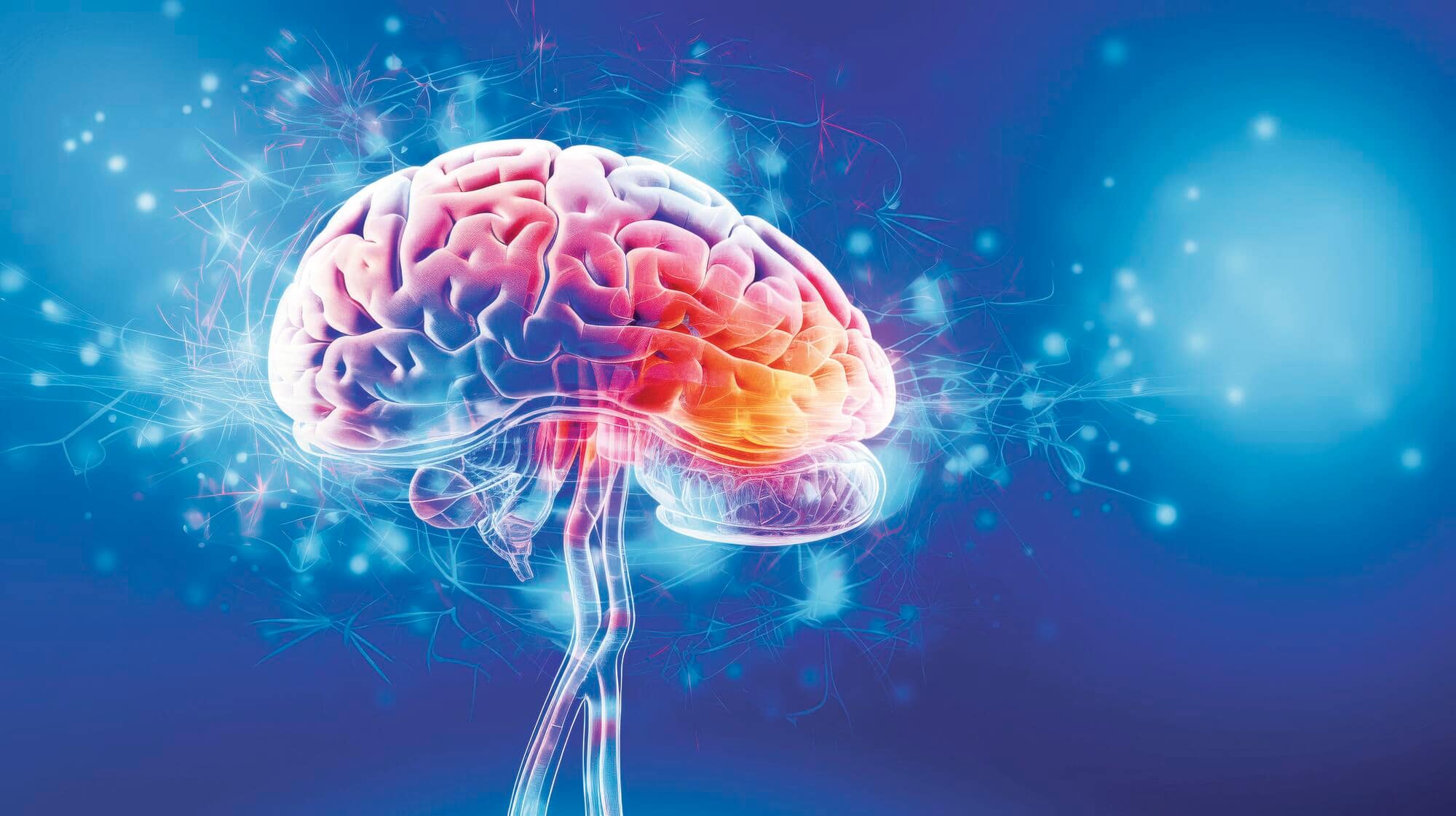 An illustration of a brain.