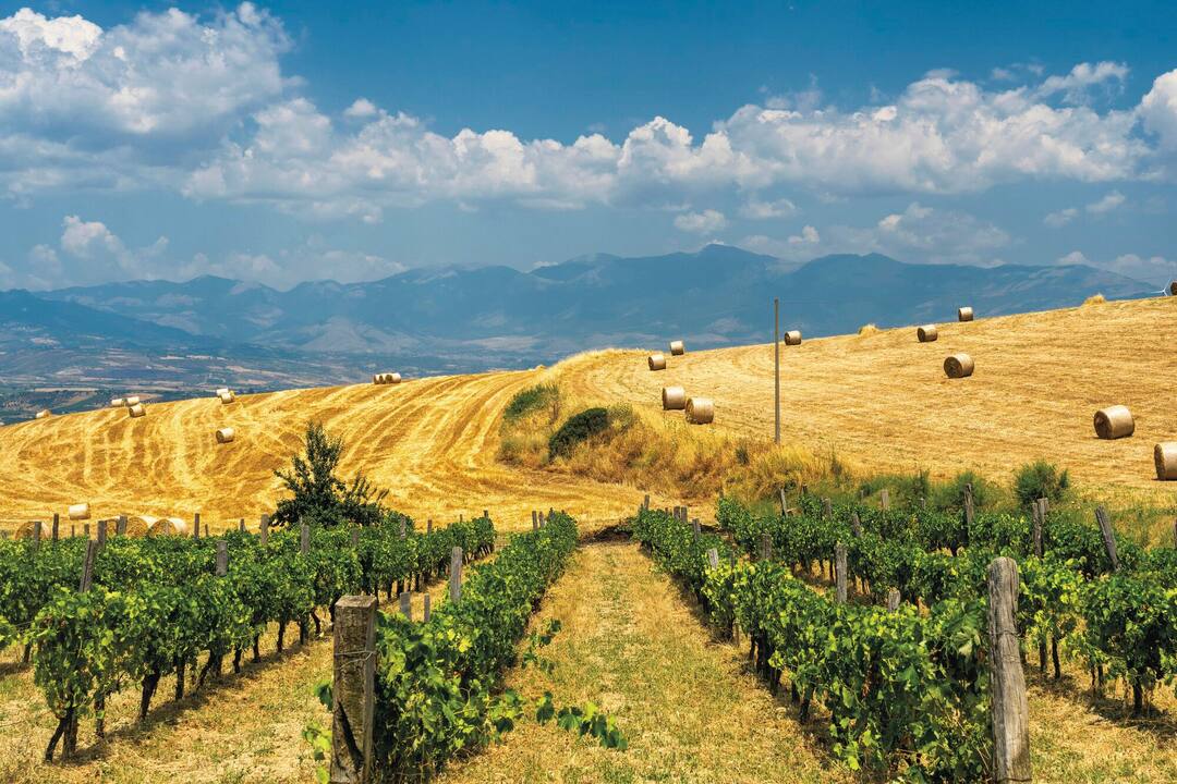 Vineyards and fields in the Sibari area