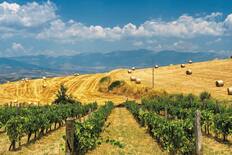 Vineyards and fields in the Sibari area