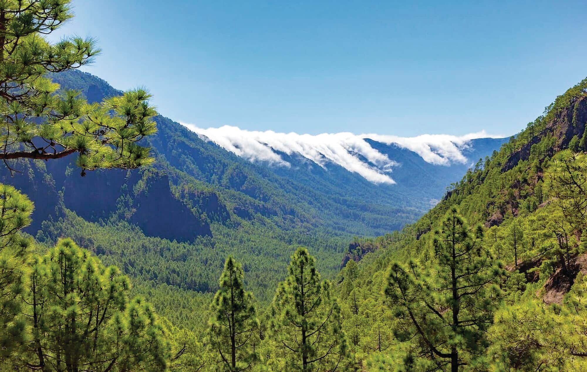 Pine‑filled mountain valley with clouds drifting over the ridge.
