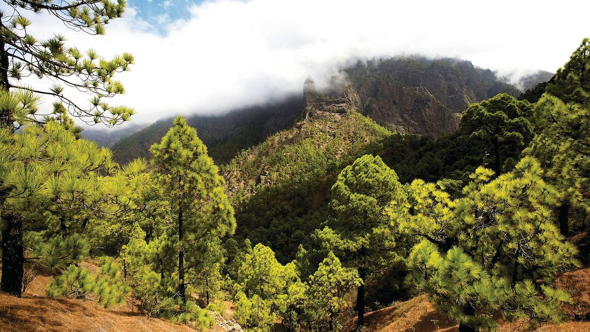 Pine‑covered mountains with mist over the peaks.