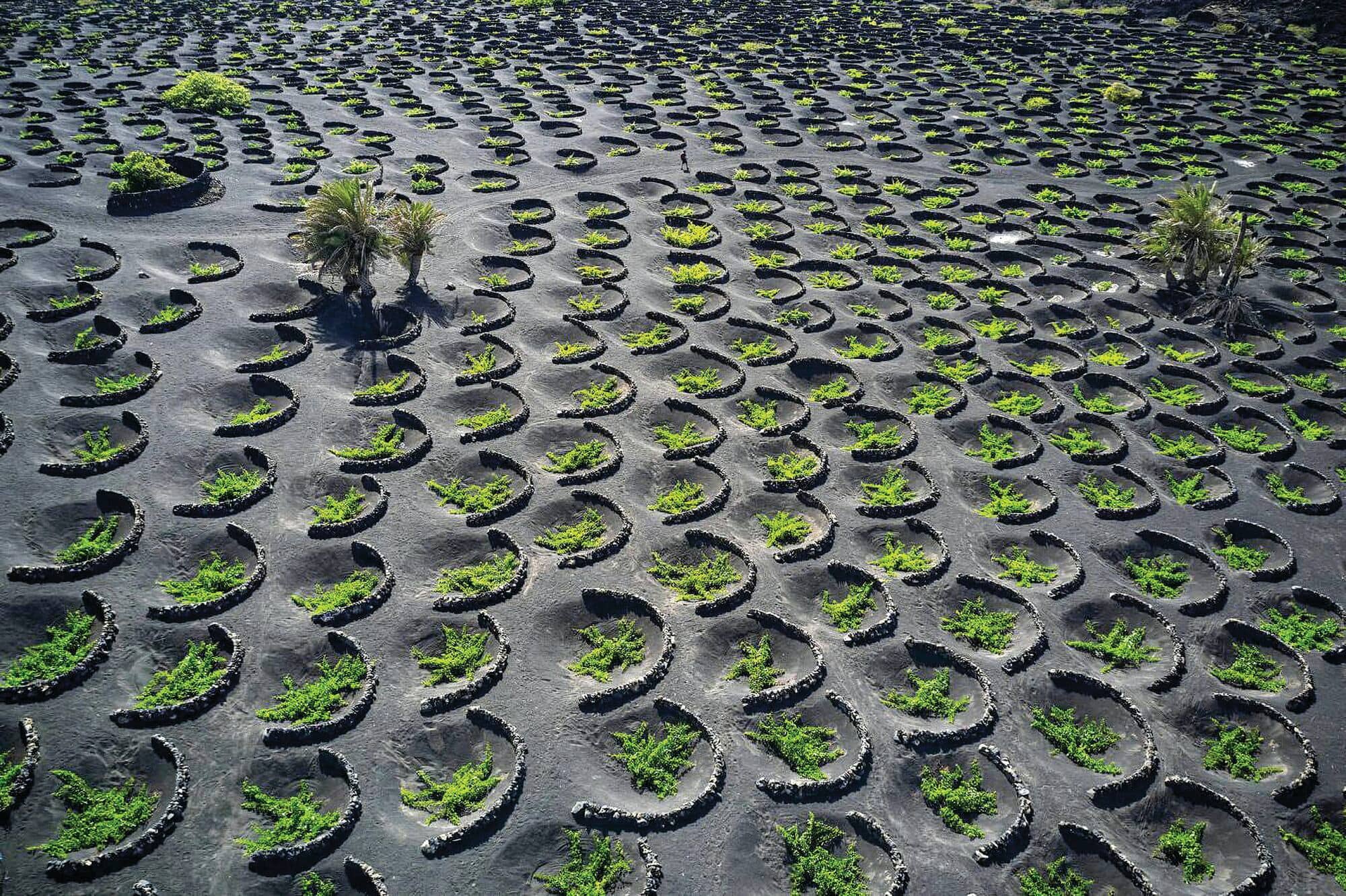 Curved stone pits with green plants on dark volcanic ground.