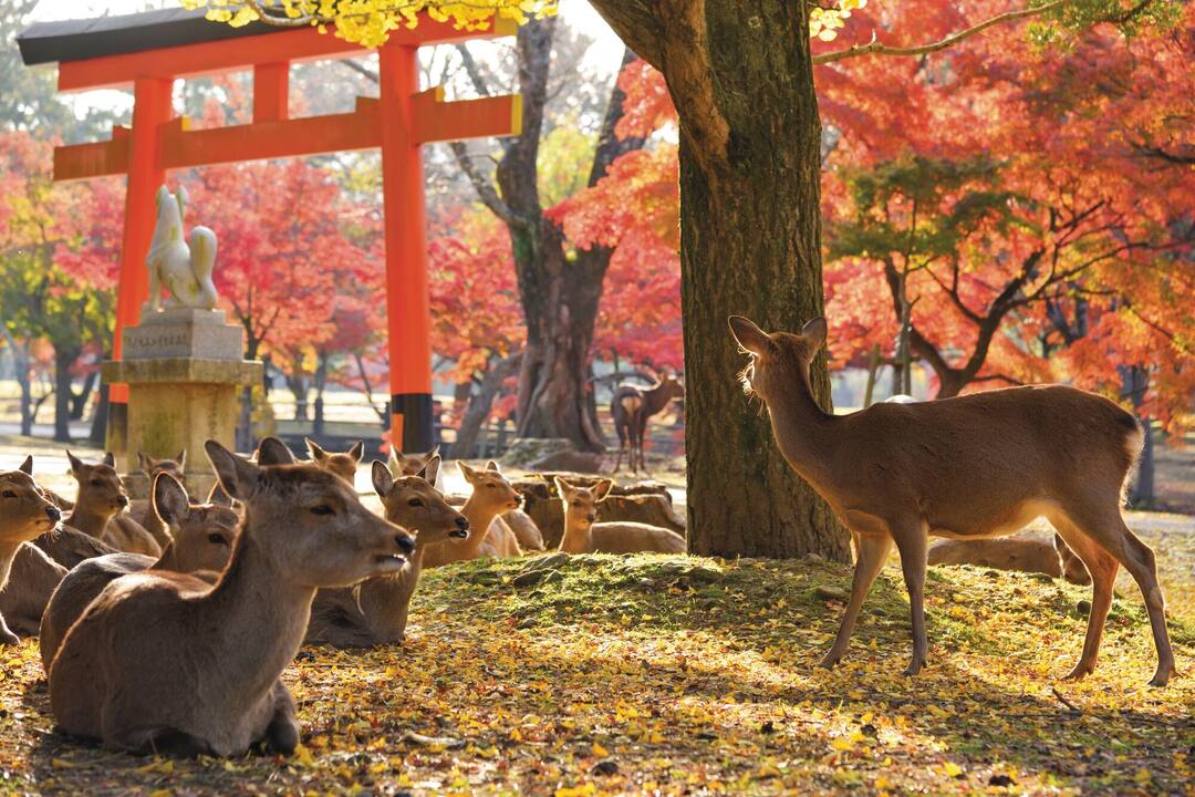 Discover Japan
