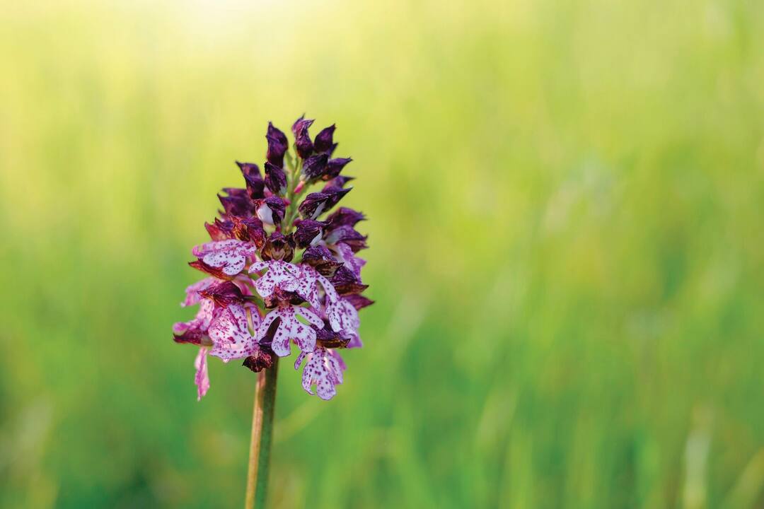 Wild orchid - Image used for illustrative purposes
