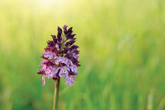 Wild orchid - Image used for illustrative purposes