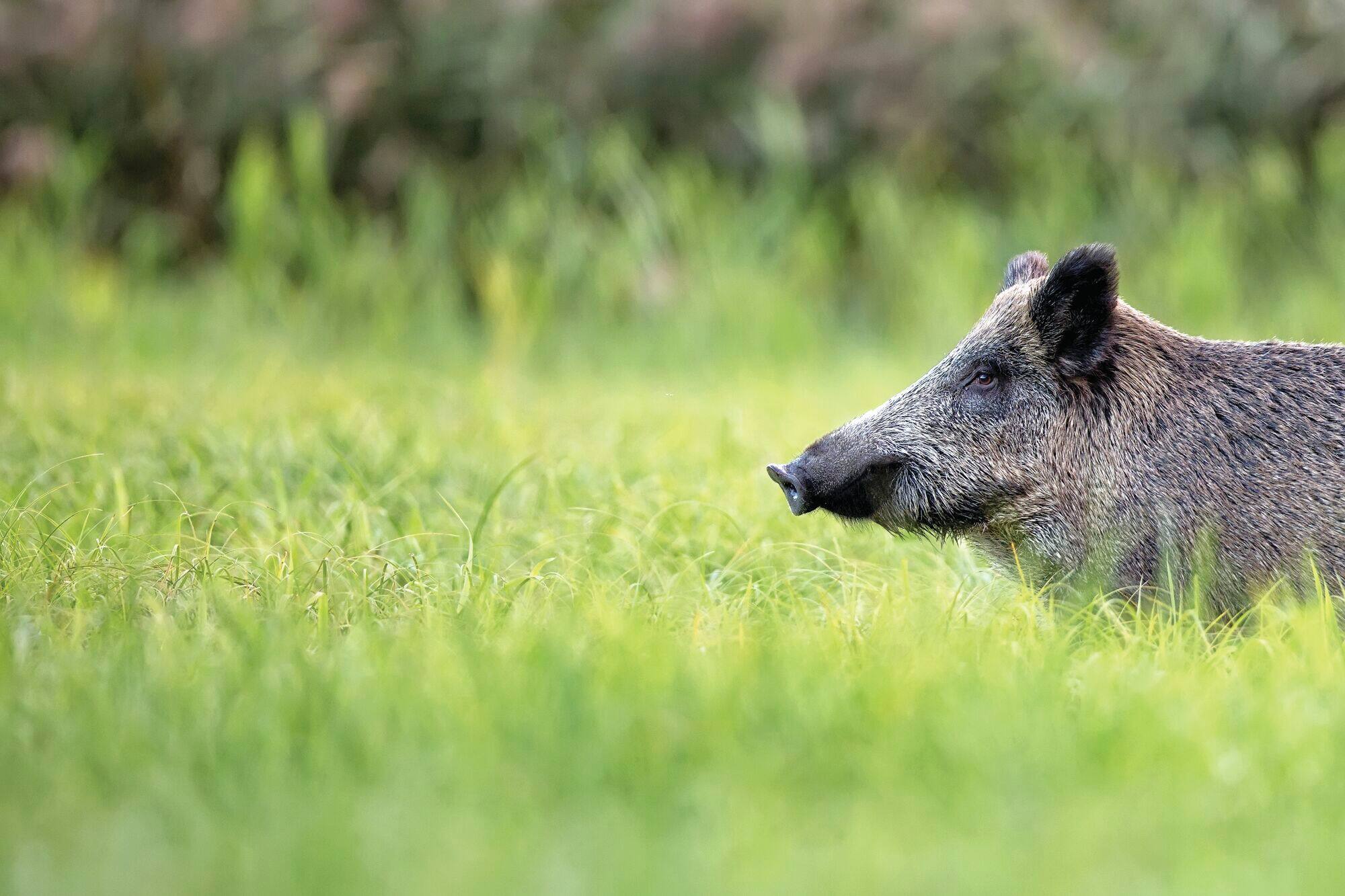 Wild Boar - Image used for illustrative purposes