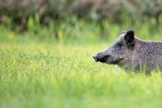 Wild Boar - Image used for illustrative purposes