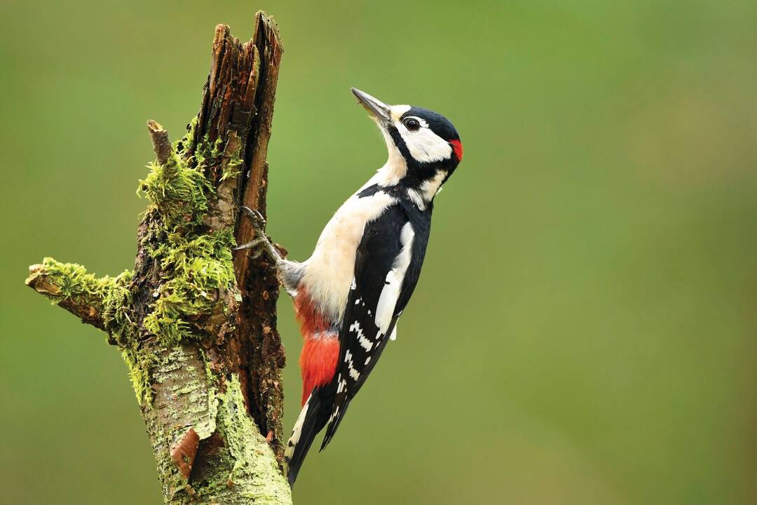 woodpecker - Image used for illustrative purposes