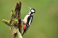 woodpecker - Image used for illustrative purposes