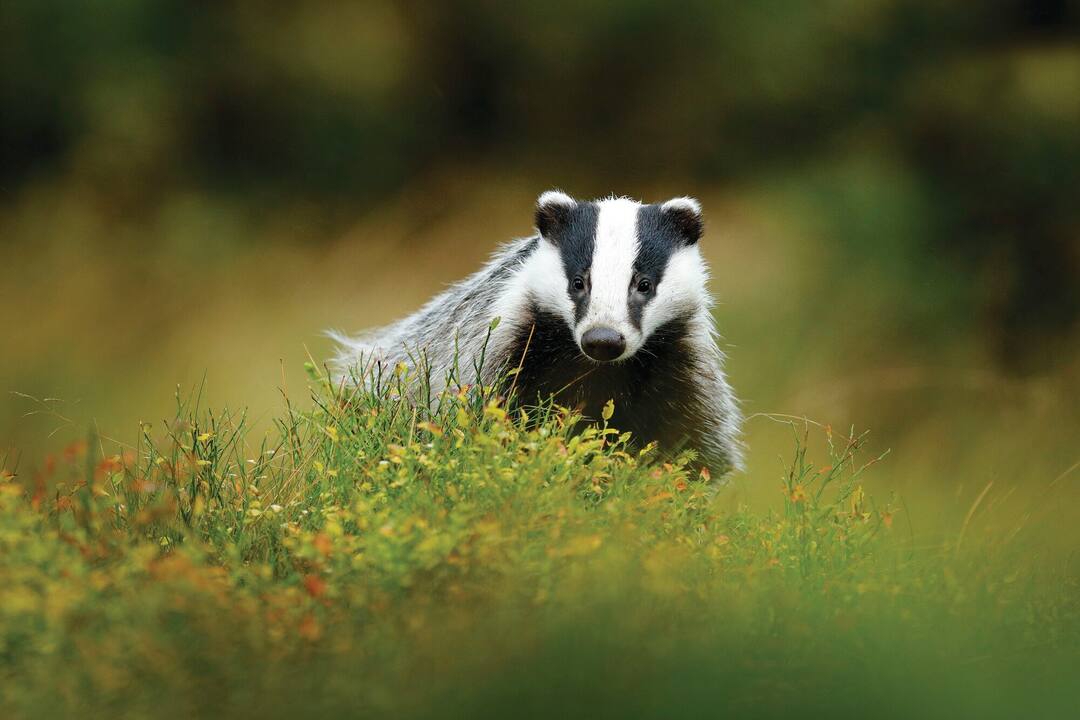 Badger - Image used for illustrative purposes