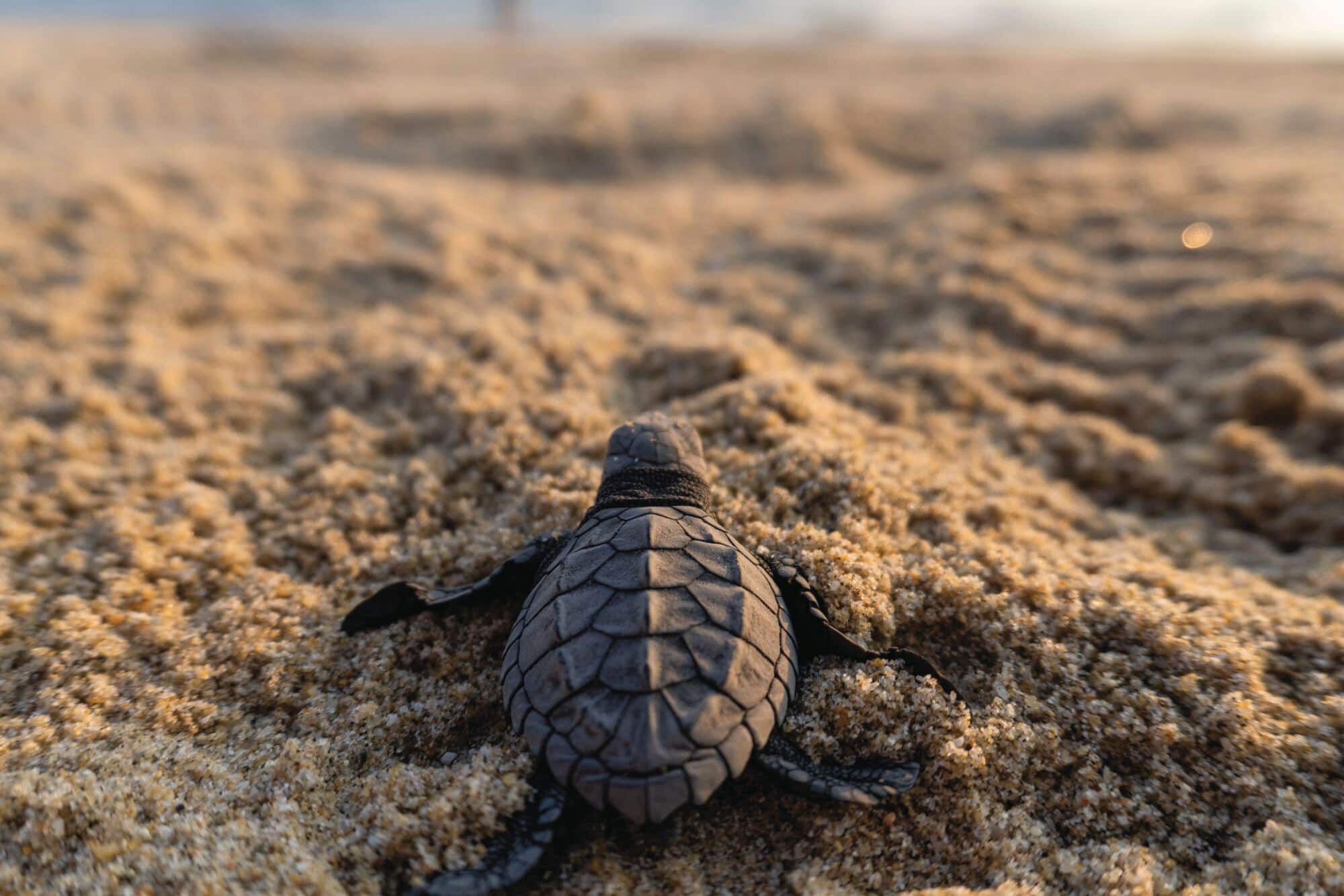 A newly-hatched turtle on a beach near Oaxaca