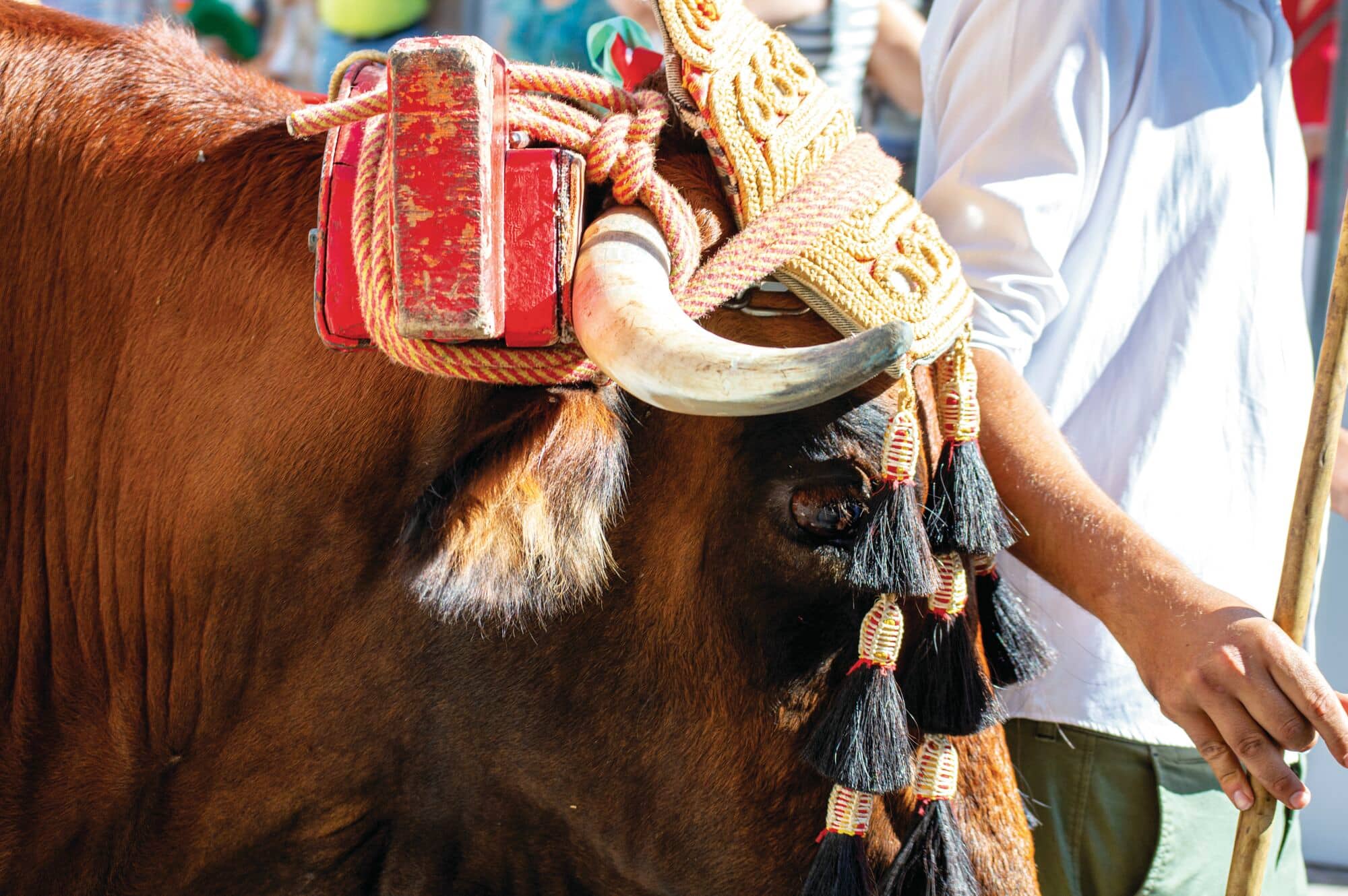 Close-up of a decorated ox with curved horns, wearing a traditional ornate harness with tassels and red accessories. A person stands alongside holding a staff, with bright sunlight highlighting the details of the festive scene.