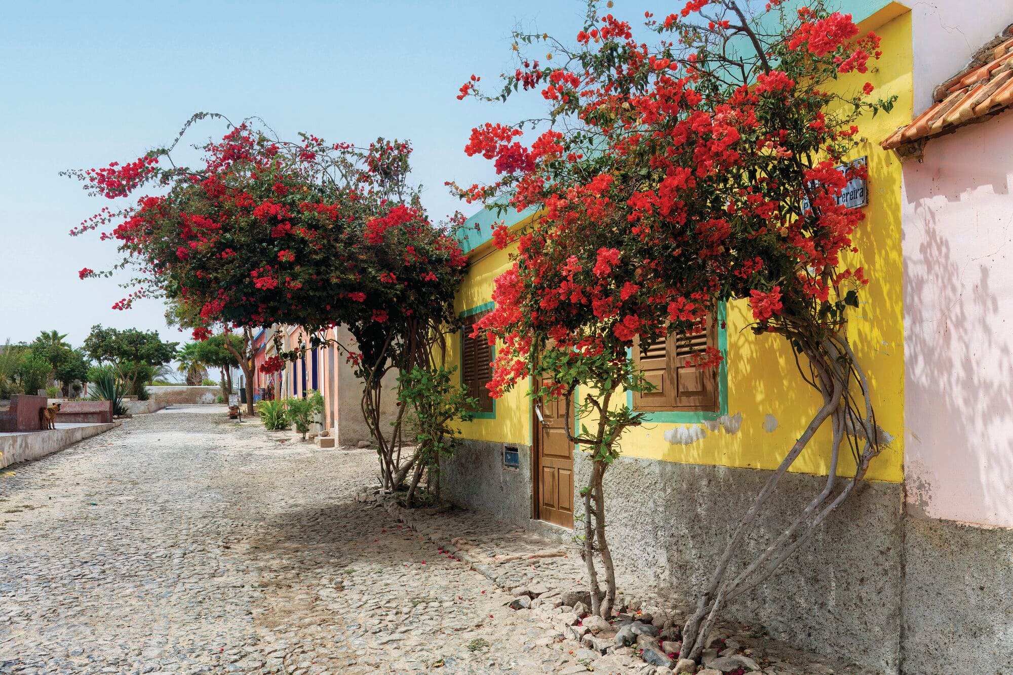 Colourful village street lined with flowering trees.