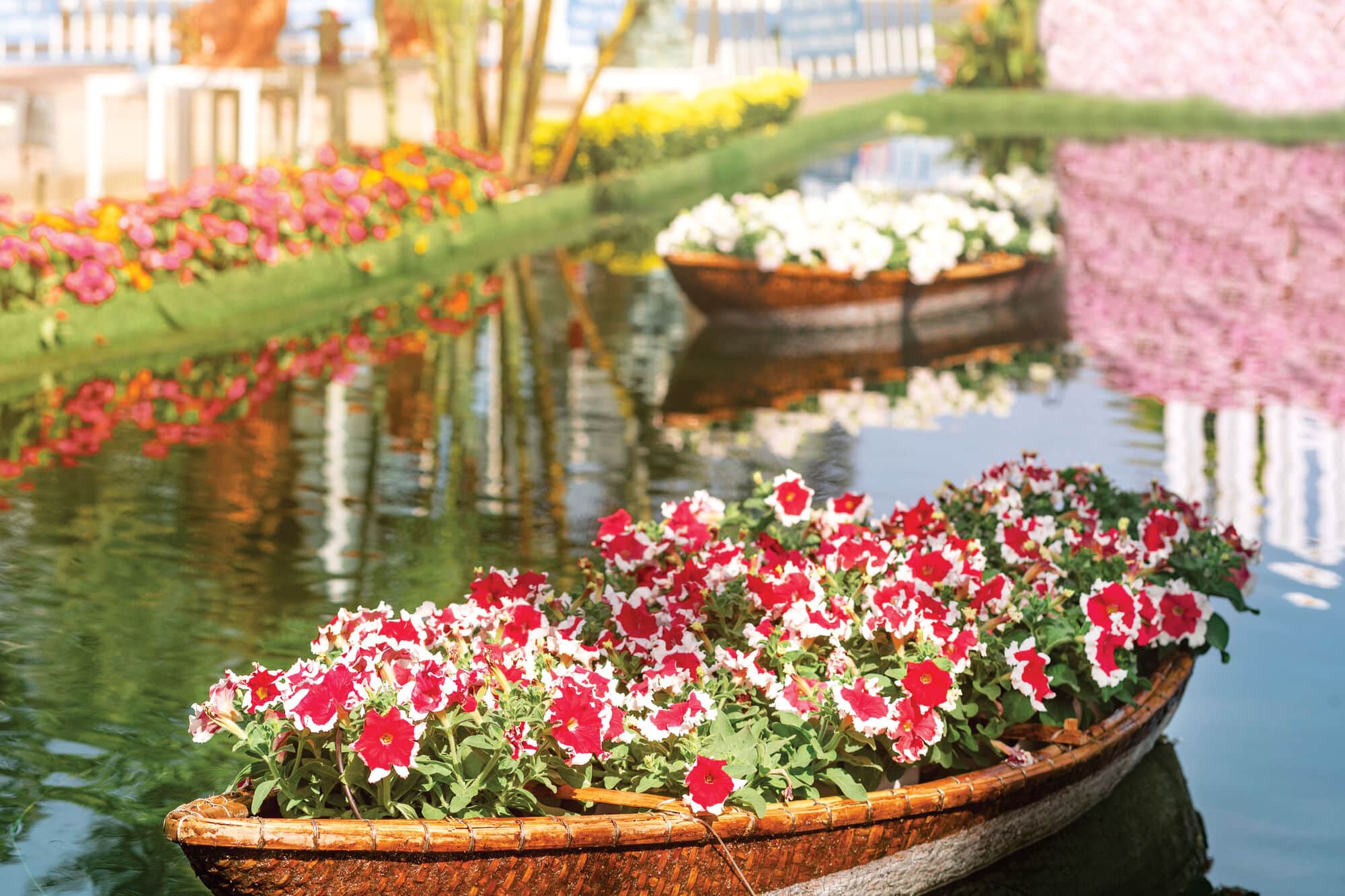 Wooden boats filled with pink, red and white flowers float on a calm canal, bordered by colourful flowerbeds and greenery, with bright reflections shimmering on the water.
