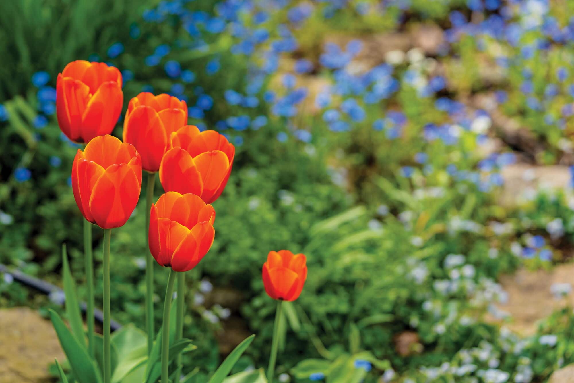 Bright orange-red tulips in bloom in a garden bed, with soft-focus blue flowers and green foliage creating a colourful springtime backdrop.
