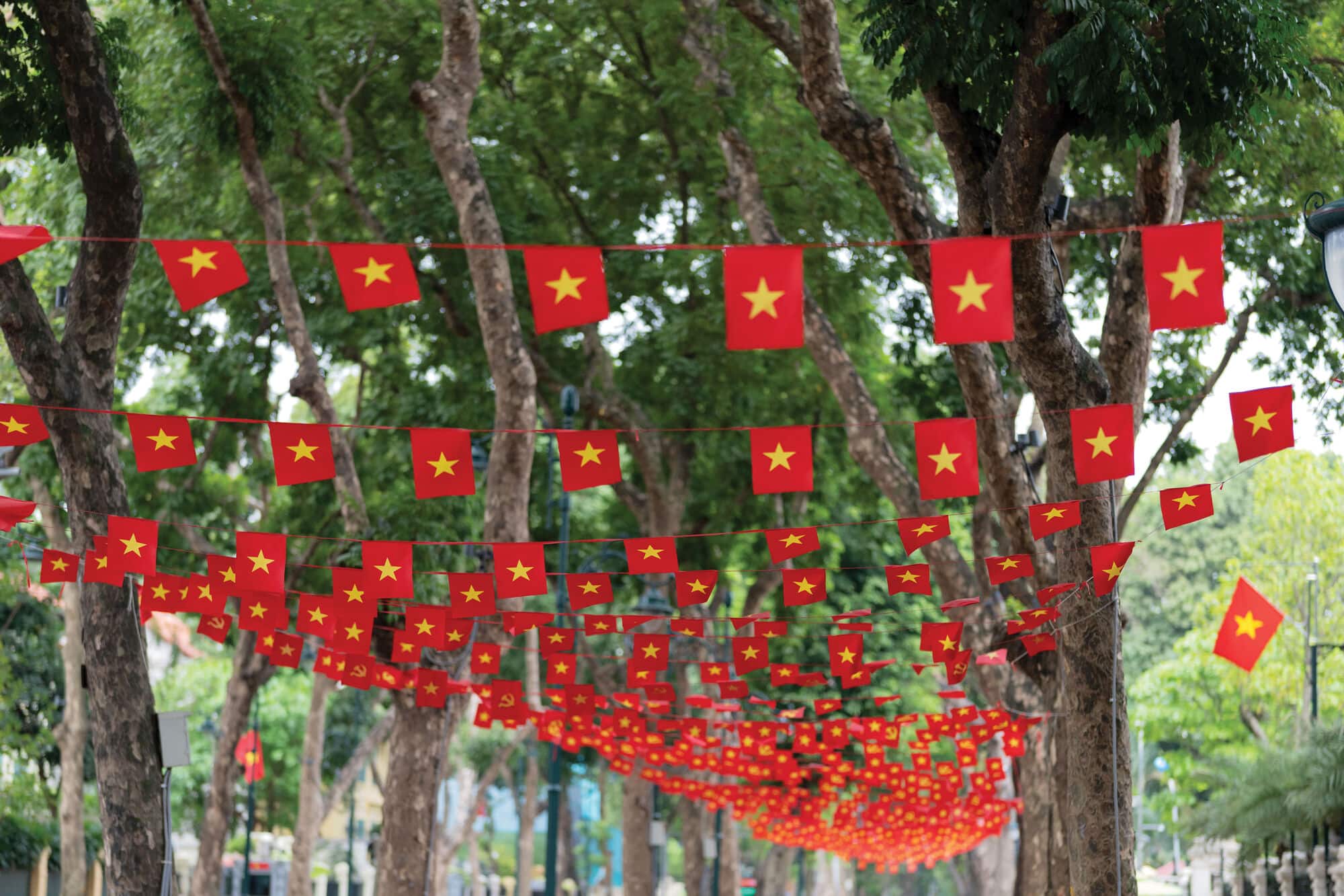 Rows of red flags with yellow stars are strung between tall trees along a leafy avenue, creating a colourful canopy above the walkway.