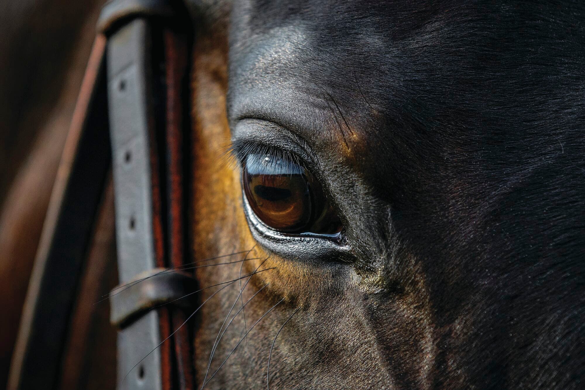 Close-up of a horse's face