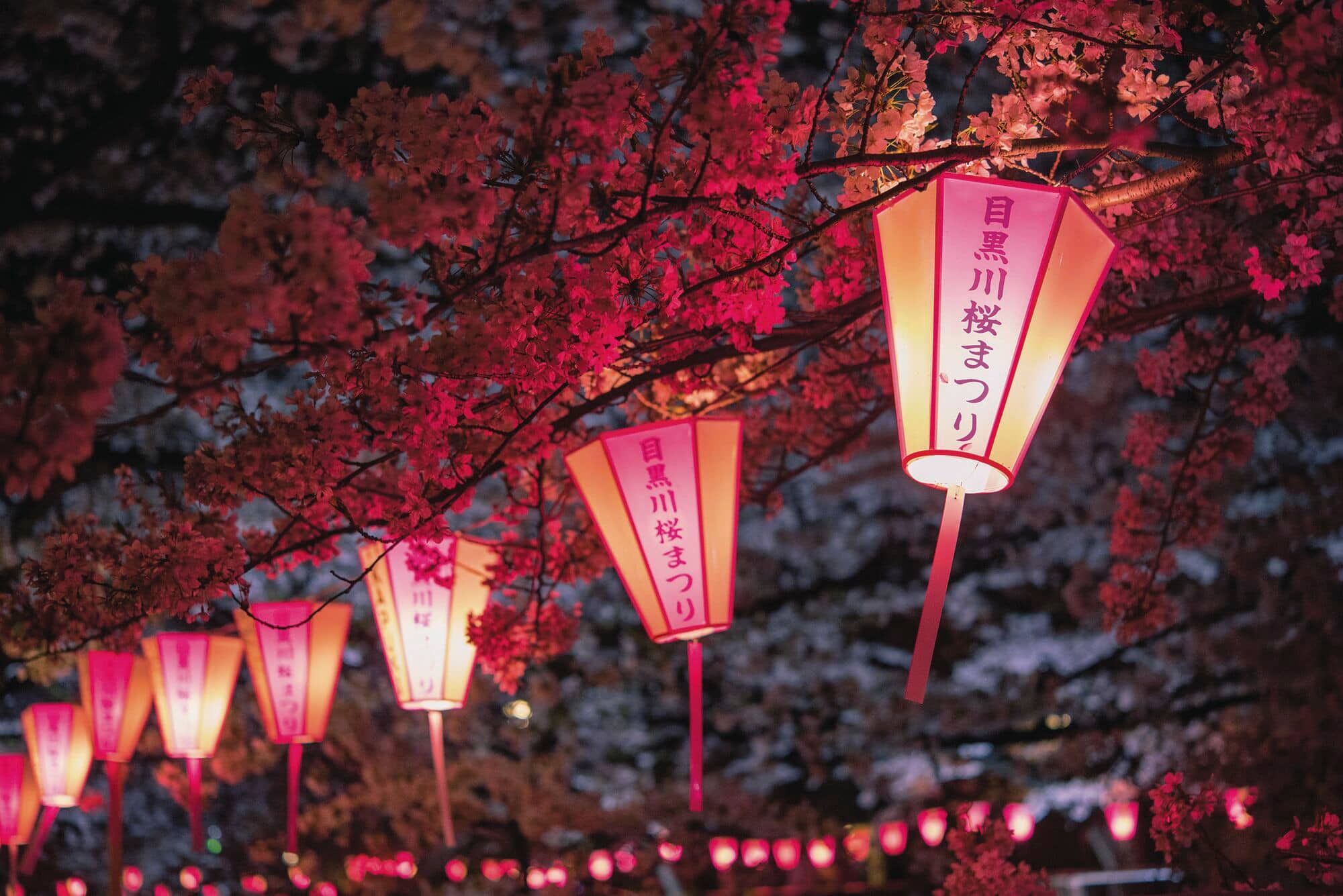 Festival lanterns hanging amongst the cherry blossoms, by the river in Meguro