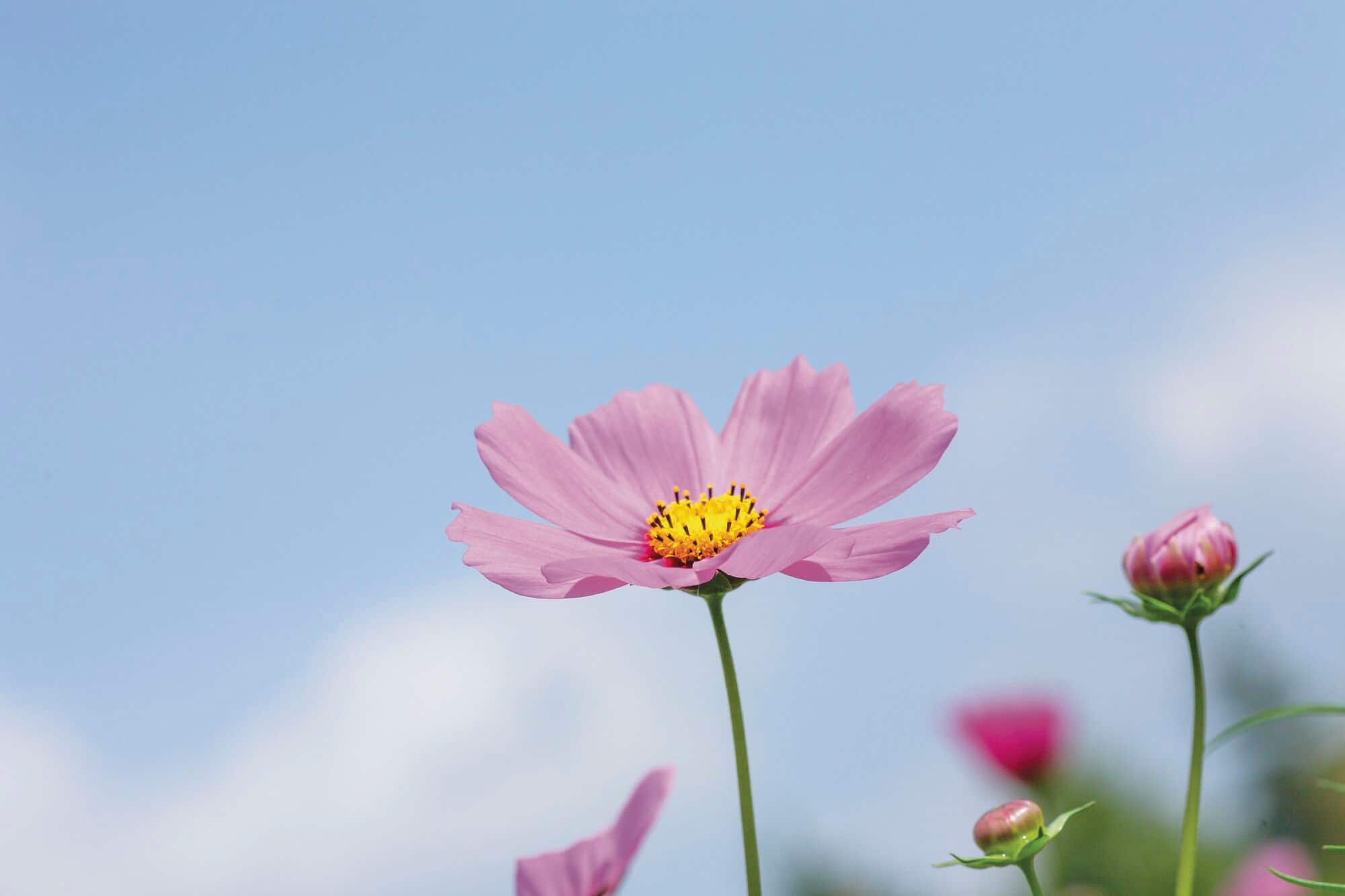 A cosmos bloom at Showa Kinen Park