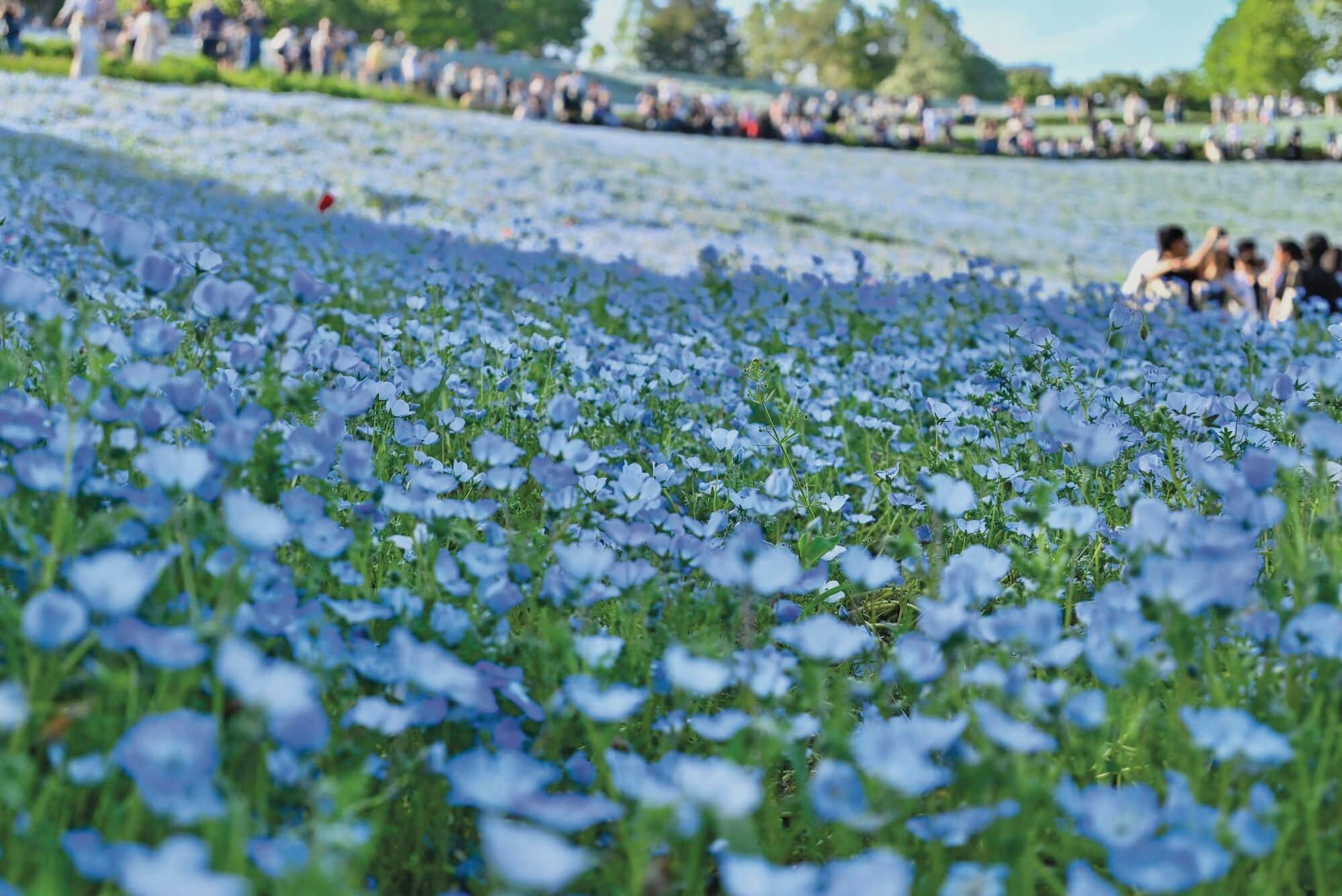A huge collection of blooming nemophilas at Showa Kinen Park