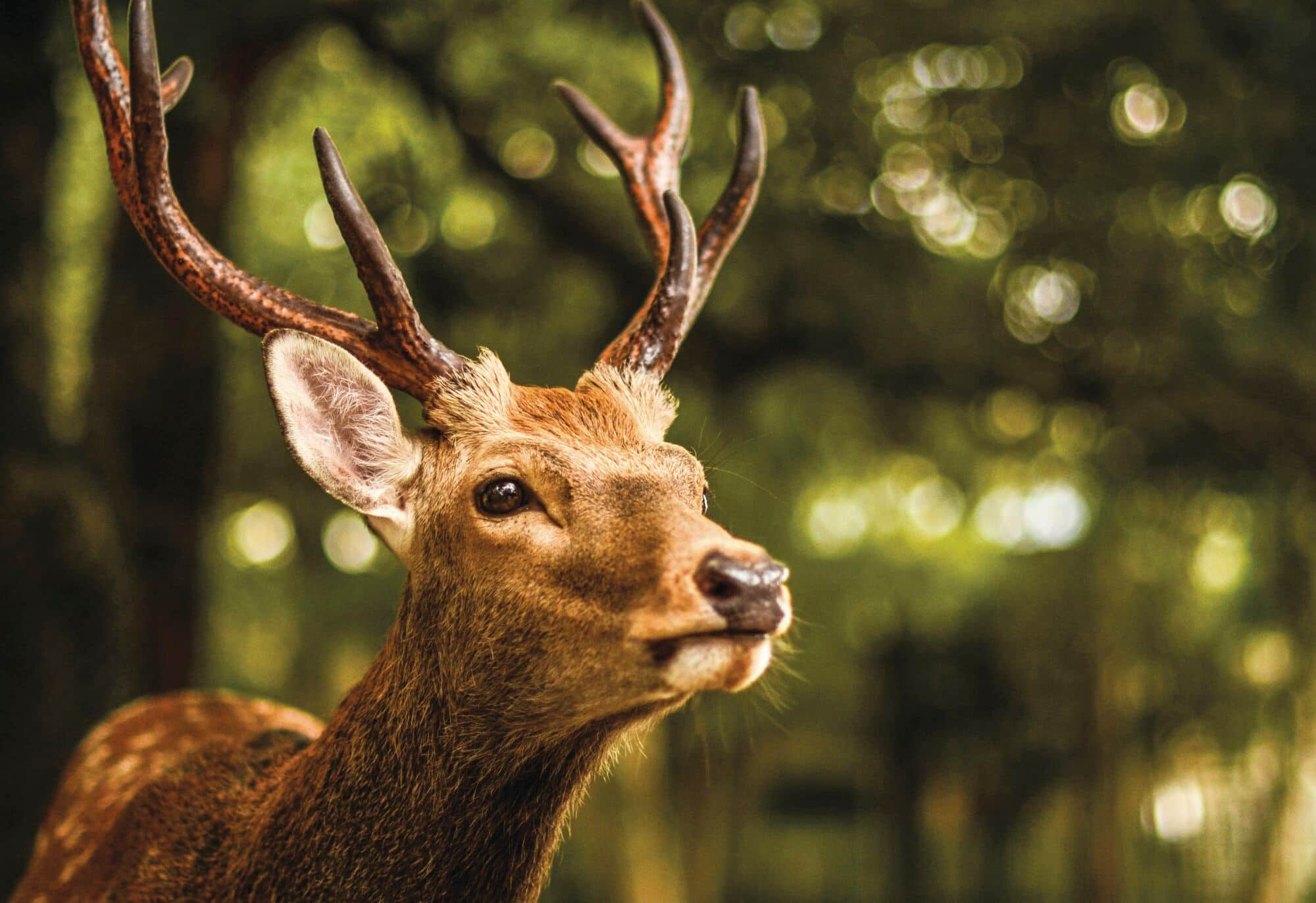 One of the deer of Nara, with his antlers still intact