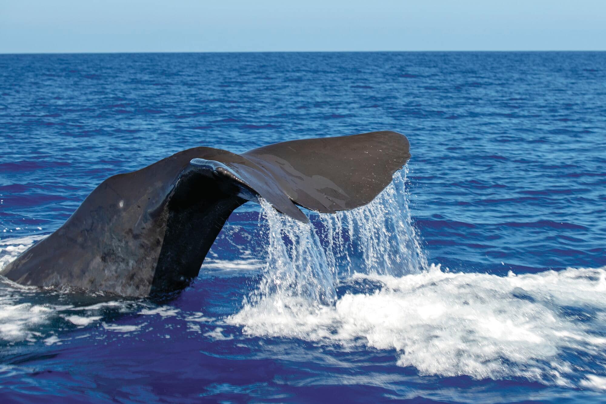 Whale tail emerging from the ocean during a whale-watching excursion.